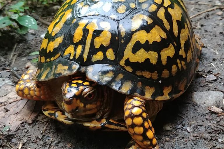 200+ species identified at first-ever Bull Run Mountains “BioBlitz”