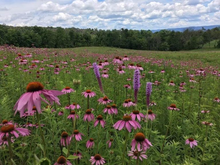Grass Roots: Restoring Virginia’s Grassland Legacy