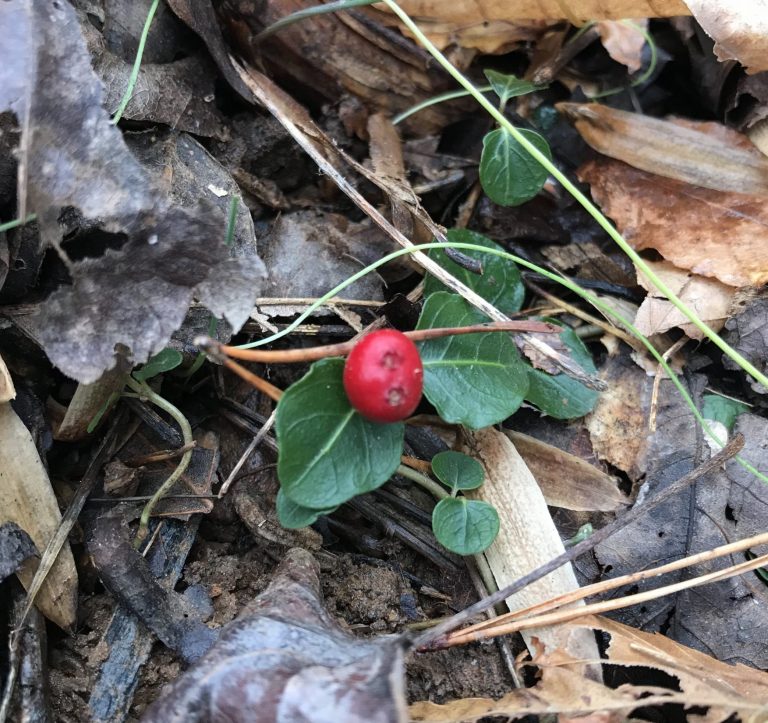 The Preserve’s Winter Spotlight Species: Partridgeberry