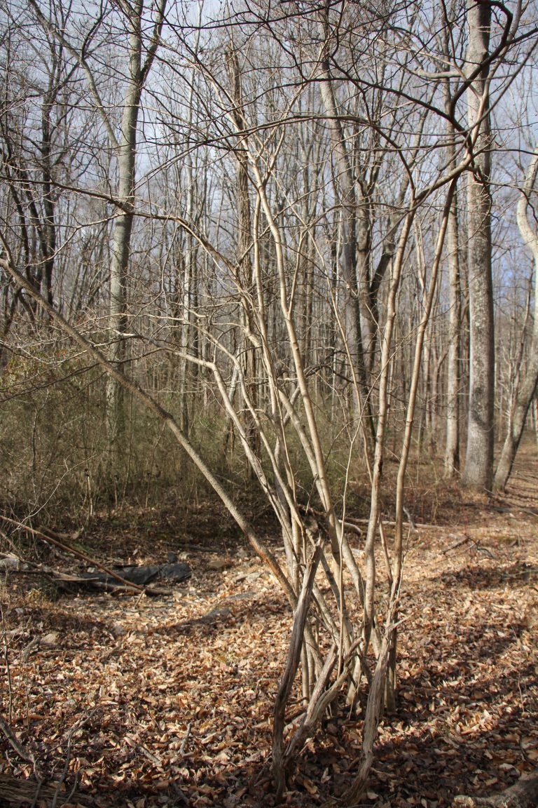 The Preserve’s Winter Spotlight Species: American Witch Hazel