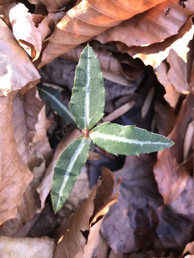 The Preserve’s Winter Spotlight Species: Striped Wintergreen