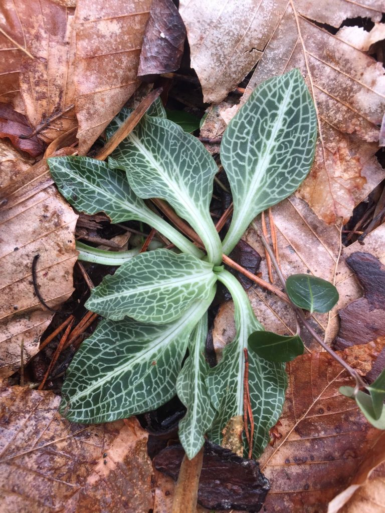 The Preserve’s Winter Spotlight Species: Orchids Among Us