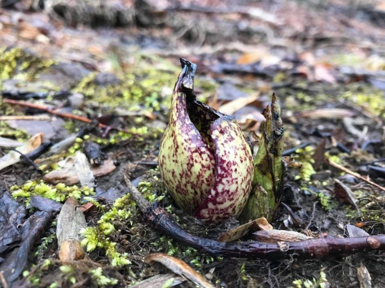 The Preserve’s Spring Spotlight Species: Skunk Cabbage