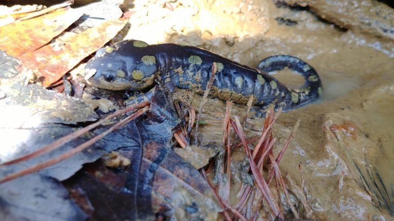 The Preserve’s Spring Spotlight Species: Spotted Salamander