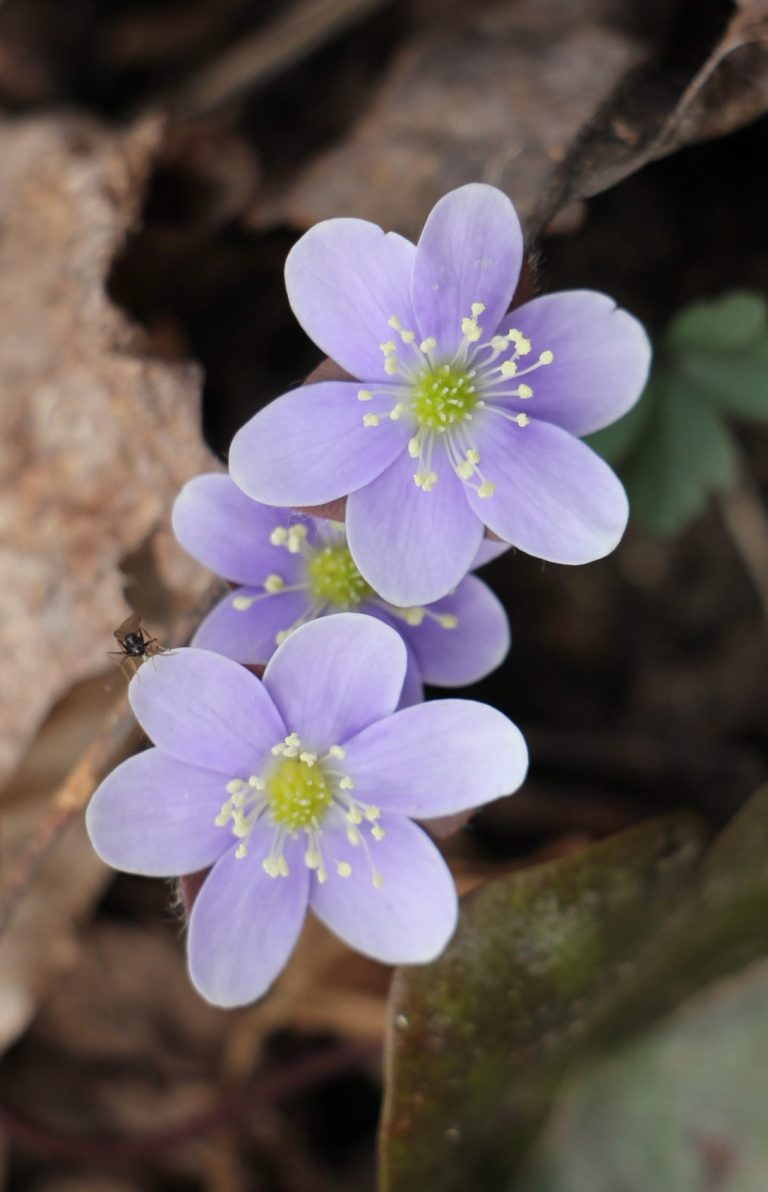 The Preserve’s Spotlight Species: Spring Ephemerals (part 2)