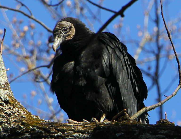 The Preserve’s Spotlight Species: Black Vulture