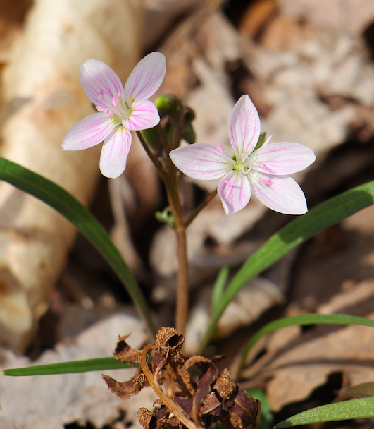 The Preserve’s Spotlight Species: Spring Ephemerals (part 1)