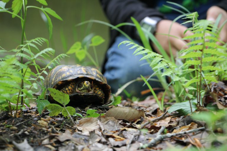 The Preserve’s Spring Spotlight Species: Box Turtle