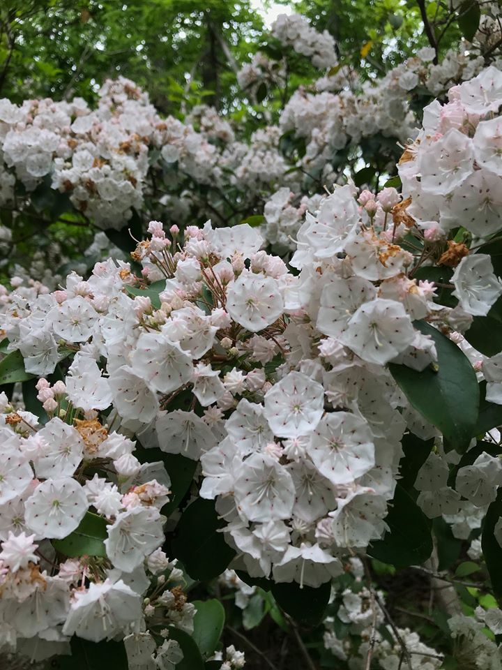 The Preserve’s Spotlight Species: Mountain Laurel