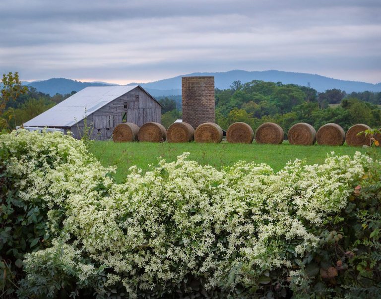 Henley’s Orchard, Albemarle County