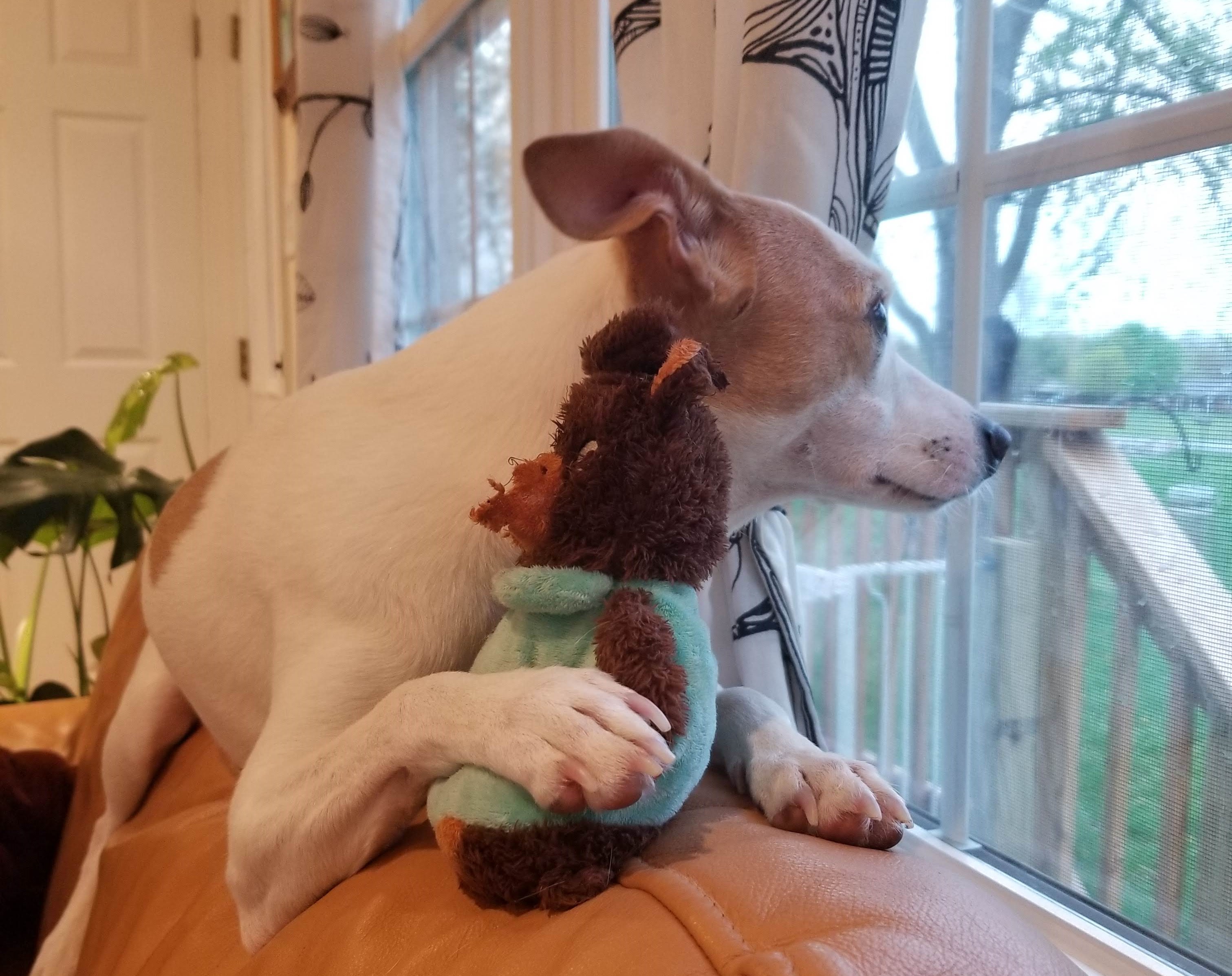 What’s the deal with “no dogs allowed?”