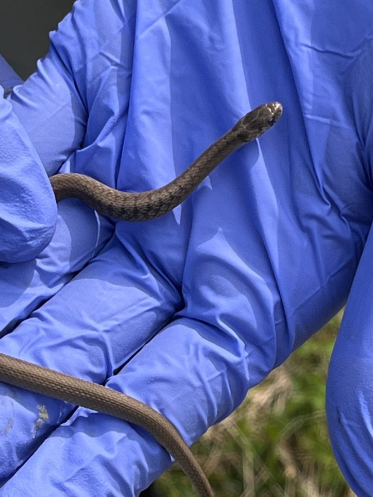 Sssssnake ssscience on the preserve with natural science fellow, Lauren Fuchs