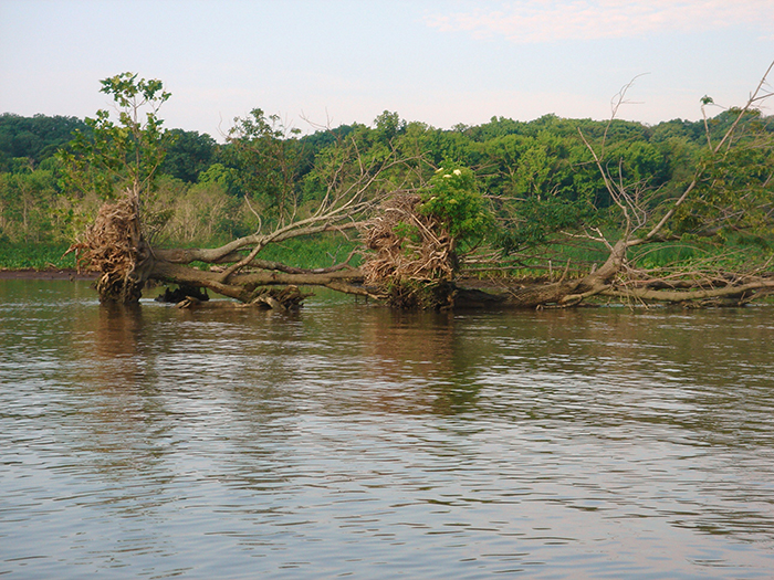 14 projects awarded first grants from Coastal Resilience and Tree Fund
