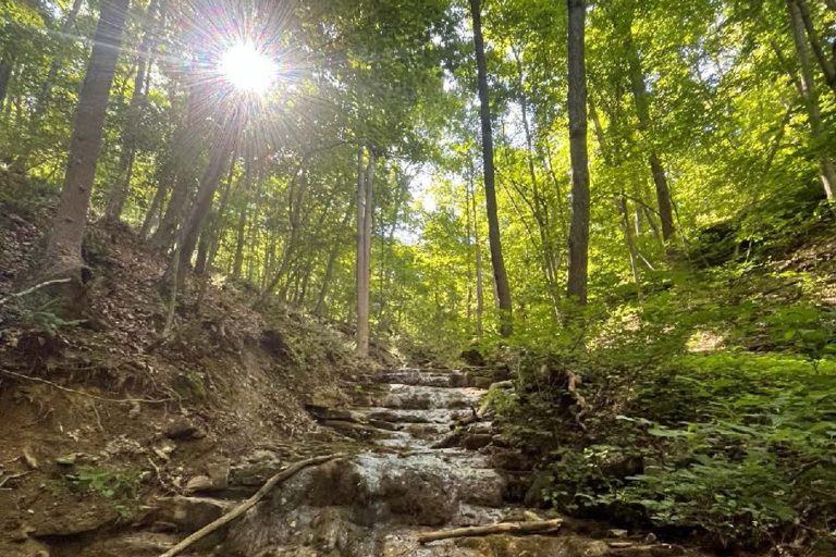 VOF announces $4 million for forest conservation in Southwest Virginia